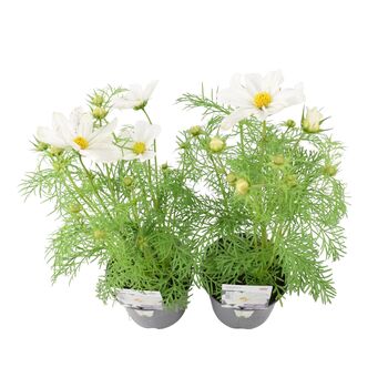 Cosmos White Flowering Plants – Set Of Two In 1 L Pots, 2 of 3