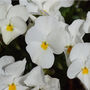 Flowers Pansy 'Pure White' Six X Plant Pack, thumbnail 2 of 6