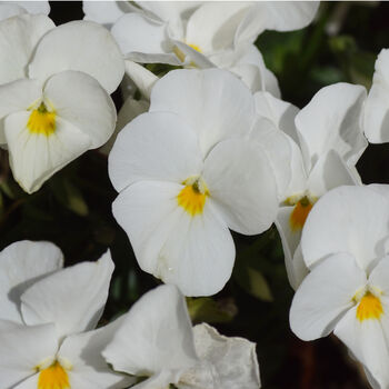 Flowers Pansy 'Pure White' Six X Plant Pack, 2 of 6