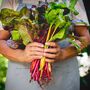 Vegetable Plants Chard 'Rainbow' 12 X Full Plant Pack, thumbnail 2 of 5