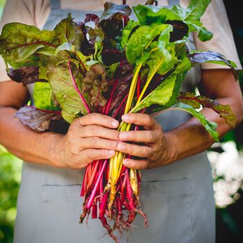 Vegetable Plants Chard 'Rainbow' 12 X Full Plant Pack, 2 of 5