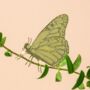 Cute Insect Brass Plant Decor. Butterfly/Bee And More, thumbnail 1 of 9