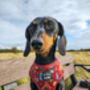 Great Adventure Dog Harness, thumbnail 7 of 7