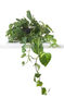 Houseplant Scindapsus Aureus In 15cm Hanging Pot, thumbnail 1 of 5