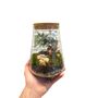 Diy Moss Terrarium Kit Glass Biodome With Live Plants, thumbnail 4 of 9