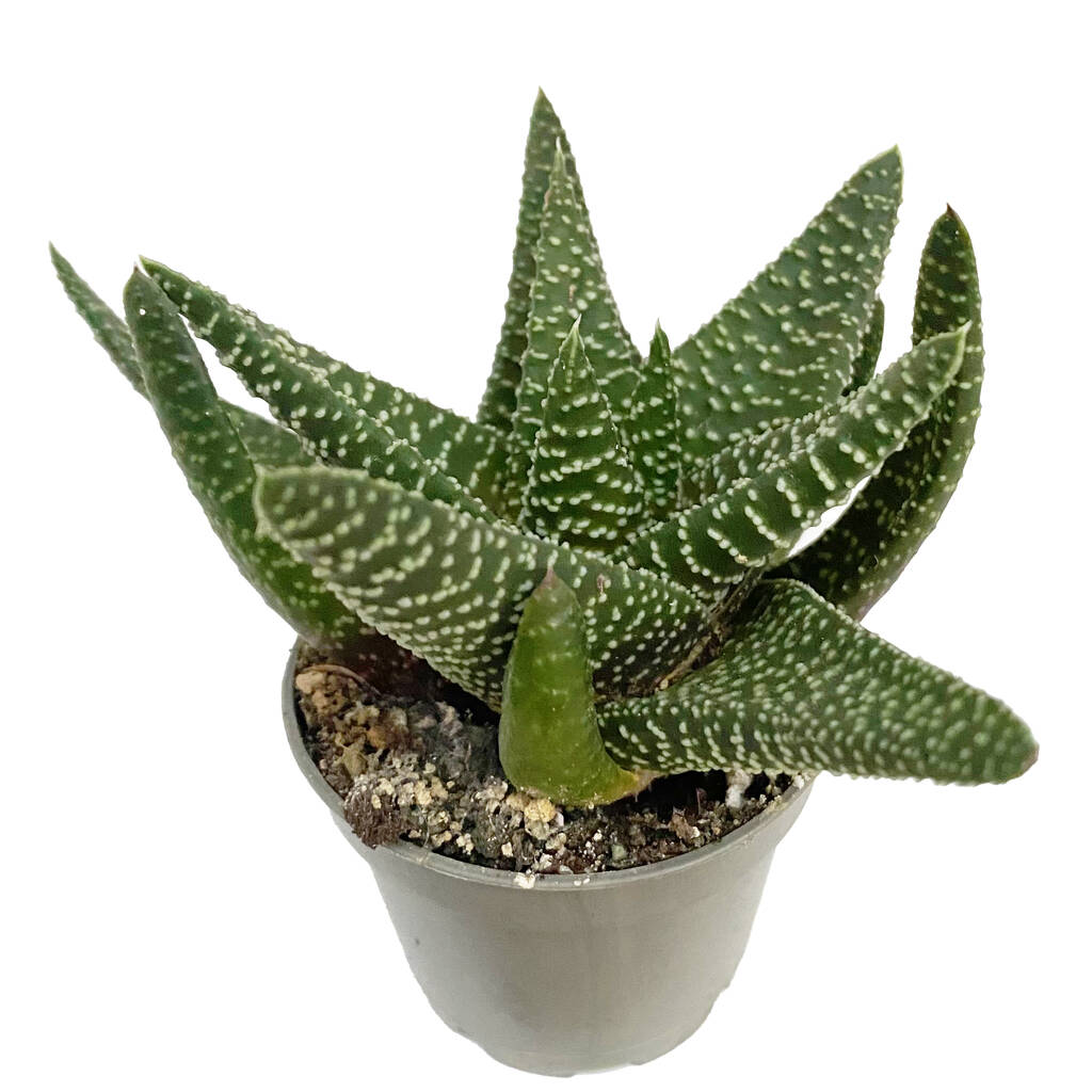 Gasteria Aloe House Plant Low Light Decorative Plant By Clouds Hill