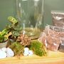 Large Diy Terrarium Kit With Three Plants Plant Gift, thumbnail 4 of 10