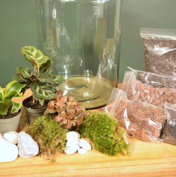 Large Diy Terrarium Kit With Three Plants Plant Gift, 4 of 10