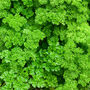 Grow Your Own Herb Wall, thumbnail 7 of 7