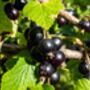 Blackcurrant Plants, 'Ben Sarek', thumbnail 11 of 12