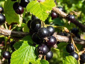 Blackcurrant Plants, 'Ben Sarek', 11 of 12