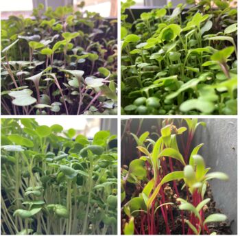 Grow Your Own Eco Friendly Herbs And Microgreens, 6 of 7