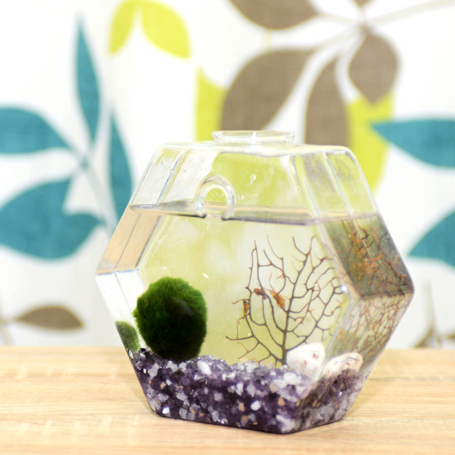 hexagon glass vase marimo moss ball terrarium by dingading terrariums