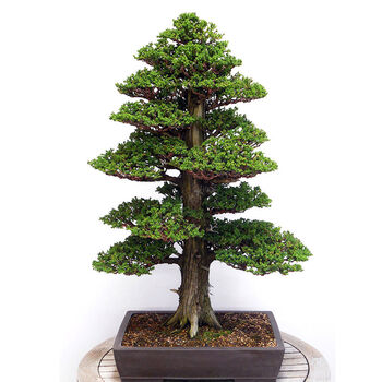 Japanese Cedar Bonsai Tree Growing Kit, 6 of 11