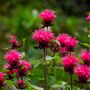 Bee Garden Seed Kit, thumbnail 5 of 6