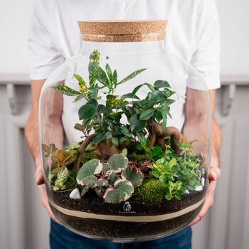 Xl Terrarium Kit | 'Nagoya', 6 of 12