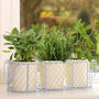 Home Grown Indoor Plant Pots In Basket, thumbnail 1 of 9
