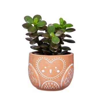 Terracotta Owl Planter With Choices Of Succulents, 2 of 3