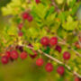 Gooseberry Plants, 'Hinnonmaki Red', thumbnail 4 of 8