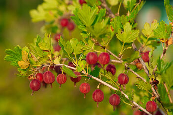 Gooseberry Plants, 'Hinnonmaki Red', 4 of 8