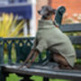 Italian Greyhound Polartec Water Resistant Dog Coat, thumbnail 1 of 4