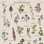 British Wildflower Botanical Print, thumbnail 4 of 11
