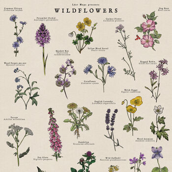 British Wildflower Botanical Print, 4 of 11