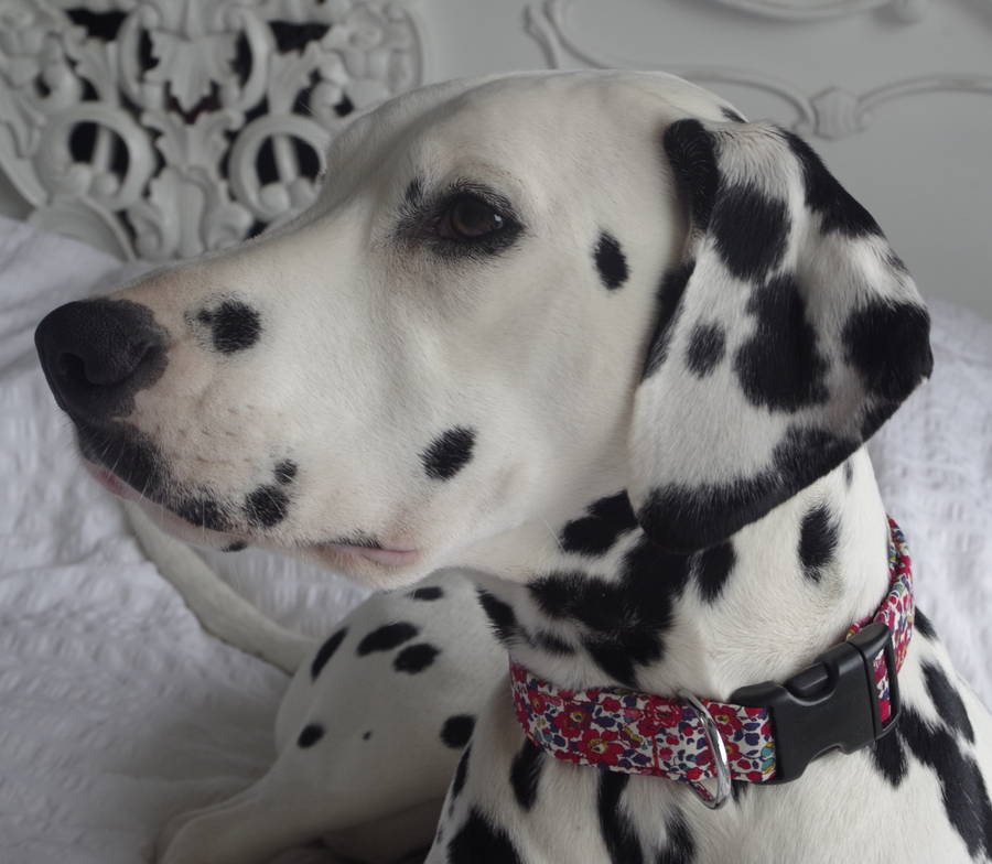 Betsy Liberty Dog Collar By The Spotted Dog Company Notonthehighstreet Com
