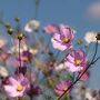Wildflower Seeds 'Pretty In Pink' 600 X Seed Pack, thumbnail 5 of 8