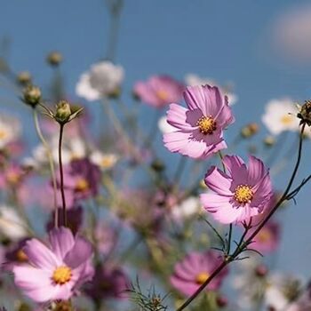 Wildflower Seeds 'Pretty In Pink' 600 X Seed Pack, 5 of 8