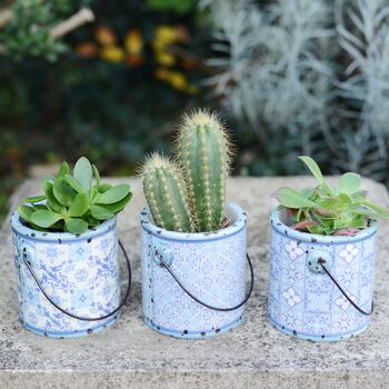 Set Of Three Blue Ceramic Pots With Choice Of Plants, 2 of 3