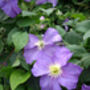 Memorial Plant Gifts Clematis Forget Me Not, thumbnail 2 of 2