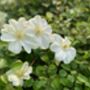 Clematis Guernsey Cream In 3 L Pot – Fragrant Climber, thumbnail 5 of 6