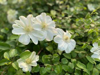 Clematis Guernsey Cream In 3 L Pot – Fragrant Climber, 5 of 6