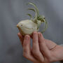 Bird Air Plant Holder In Mint Green, thumbnail 6 of 11