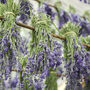 Five Lavender And Wheat Buttonholes, thumbnail 4 of 4