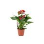 Red Flamingo Flower Anthurium In 12cm Pot, thumbnail 7 of 9