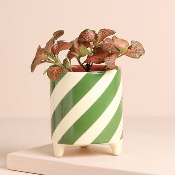 Candy Cane Striped Mini Planter, 5 of 7