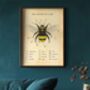 Anatomy Of A Bee Print, thumbnail 10 of 11