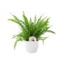 Boston Fern In White Pot Air Purifying Houseplant Gift, thumbnail 2 of 2