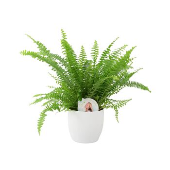 Boston Fern In White Pot Air Purifying Houseplant Gift, 2 of 2