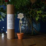 Wooden Christmas Rose With Personalised Terracotta Pot, thumbnail 6 of 8