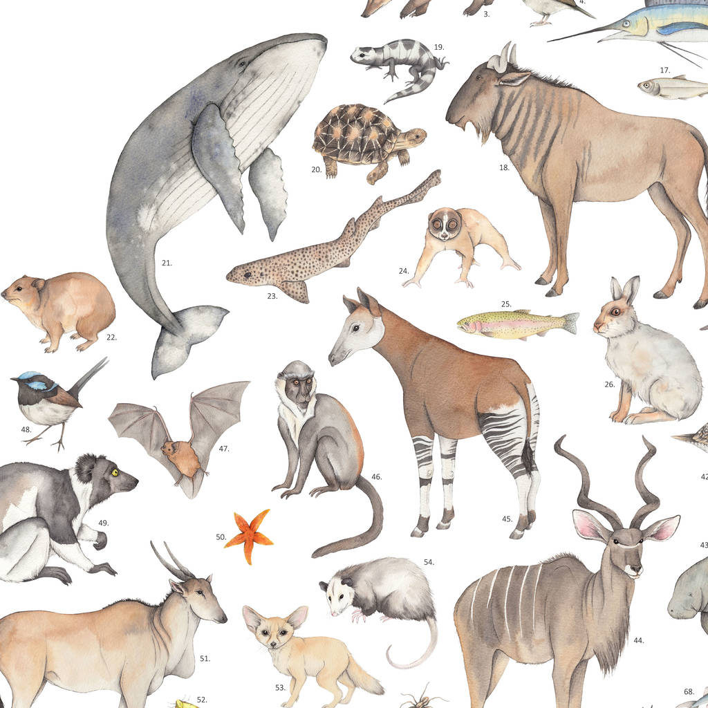 100 Animals A2 Print By Dani Williams Art & Illustration |  
