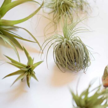 Air Plant Varieties Plant Gift For Plant Lover, 6 of 12