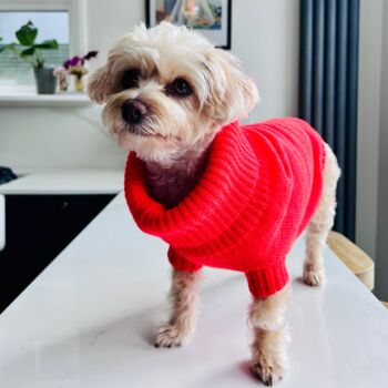 British Wool Dog Jumper And Matching Beanie In Lava Orange, 4 of 5