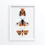 Moth Trio Art Print, thumbnail 2 of 5