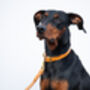 Personalised Luxury Leather Dog Collar, thumbnail 3 of 12
