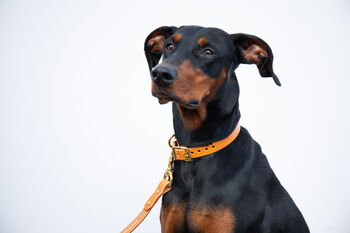 Personalised Luxury Leather Dog Collar, 3 of 12