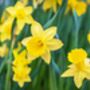 Spring Bulbs Daffodil 'Dutch Master' Bulb Pack, thumbnail 5 of 5