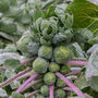 Brussels Sprouts 'Trafalgar' Six X Plug Plant Pack, thumbnail 3 of 5